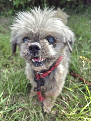 Photo chien MILO